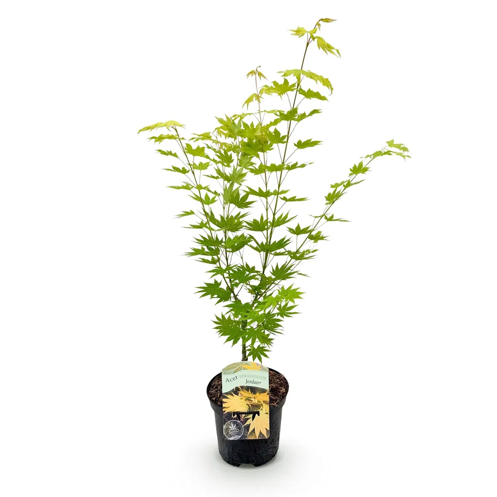 Fächerahorn 'Jordan' (Acer palmatum) – winterharter Zierstrauch, Topf-Ø 19 cm, Höhe ca. 70 cm