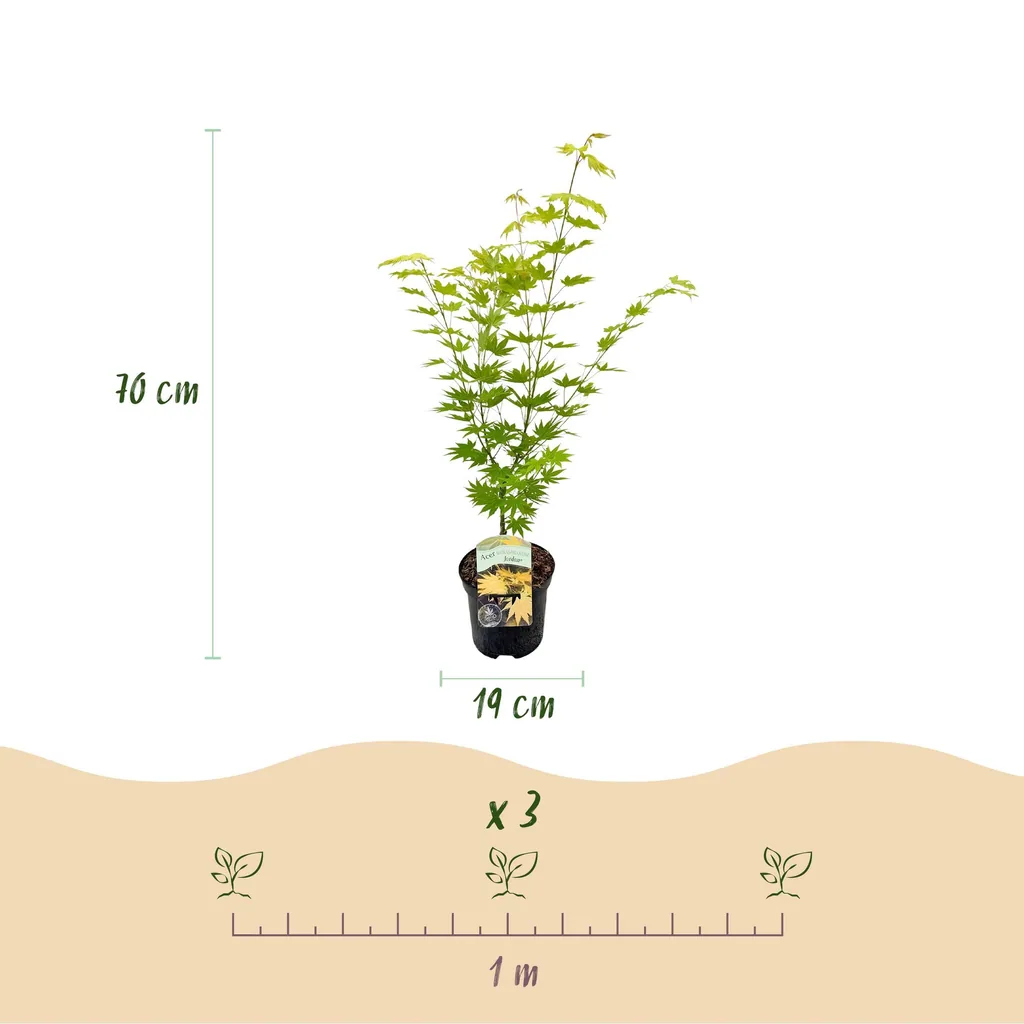 Fächerahorn 'Jordan' (Acer palmatum) – winterharter Zierstrauch, Topf-Ø 19 cm, Höhe ca. 70 cm