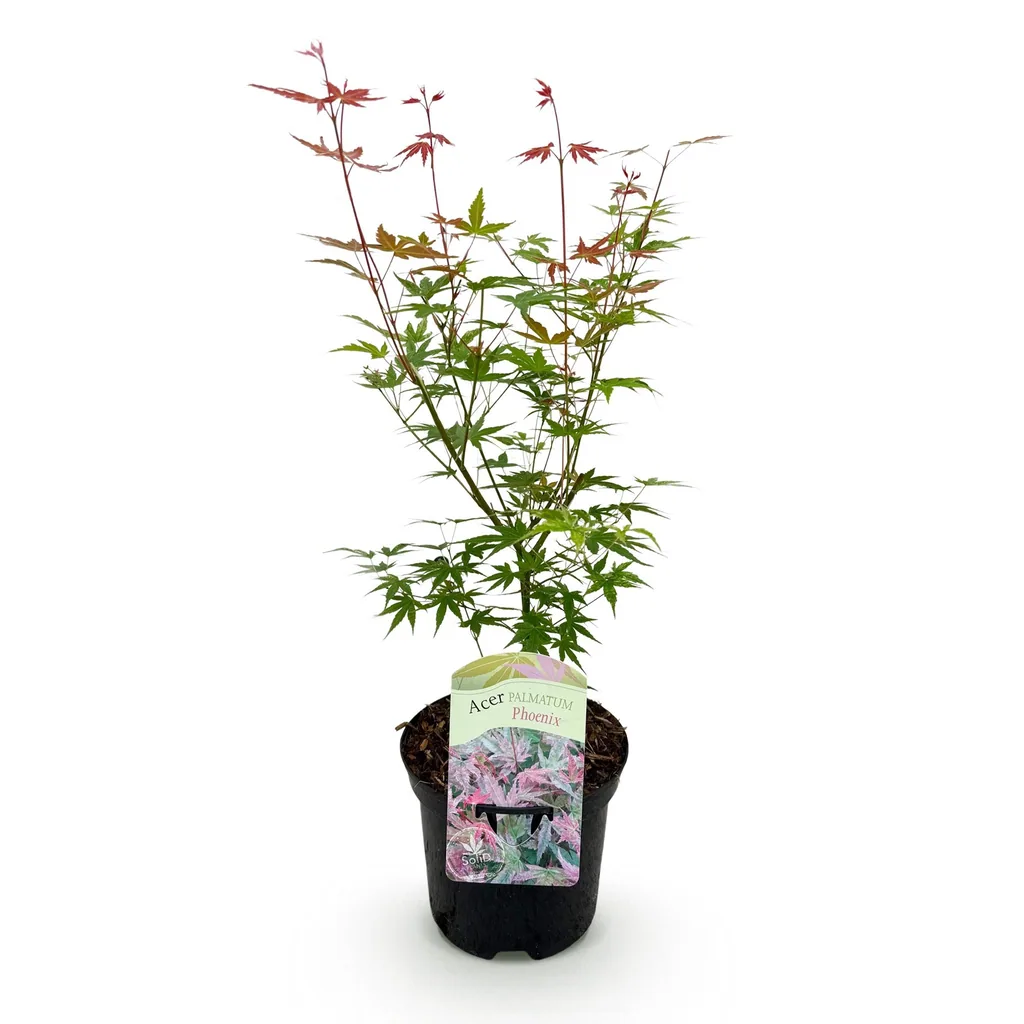 Fächerahorn 'Phoenix' (Acer palmatum) – winterharter Zierstrauch, Topf-Ø 19 cm, Höhe ca. 70 cm