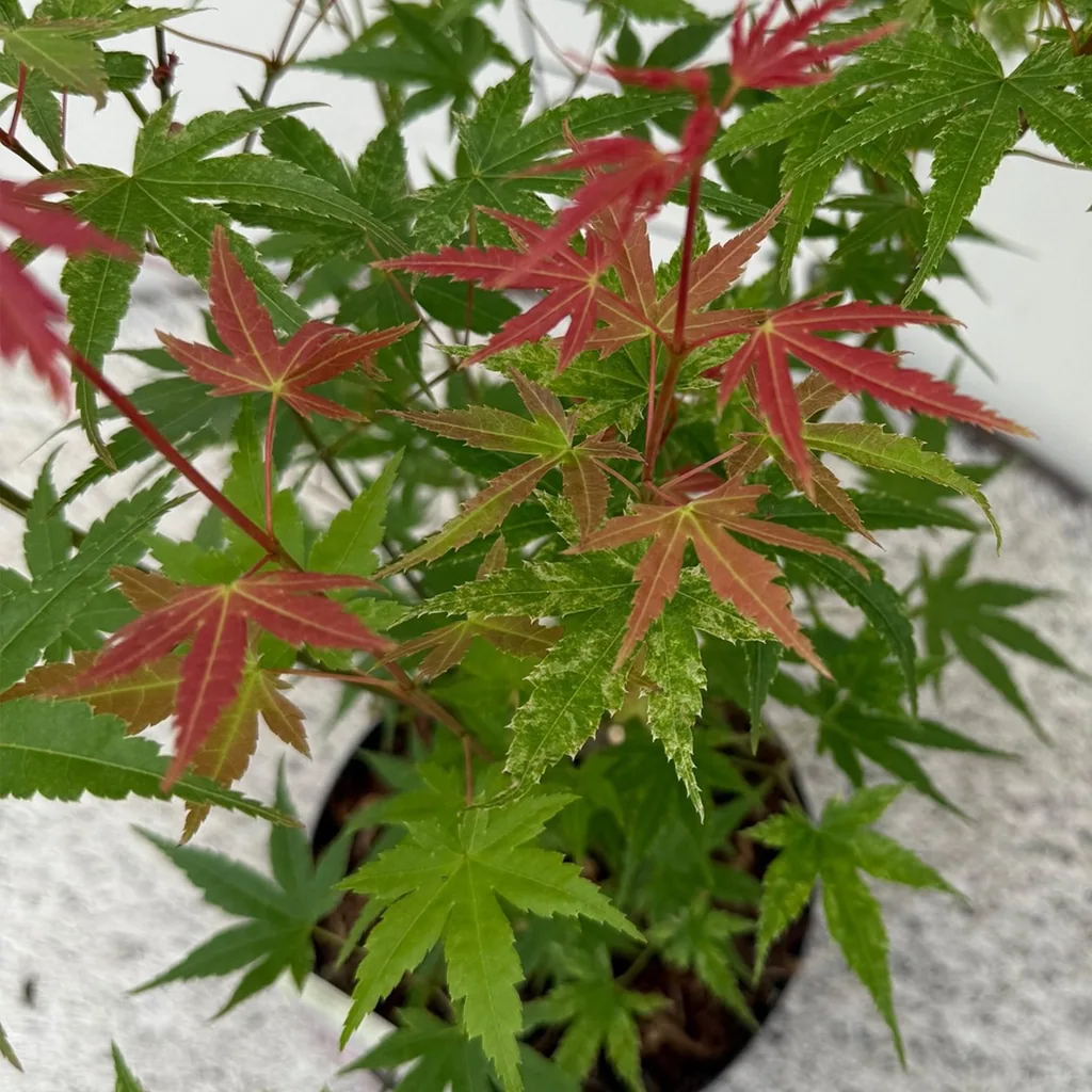 Fächerahorn 'Phoenix' (Acer palmatum) – winterharter Zierstrauch, Topf-Ø 19 cm, Höhe ca. 70 cm