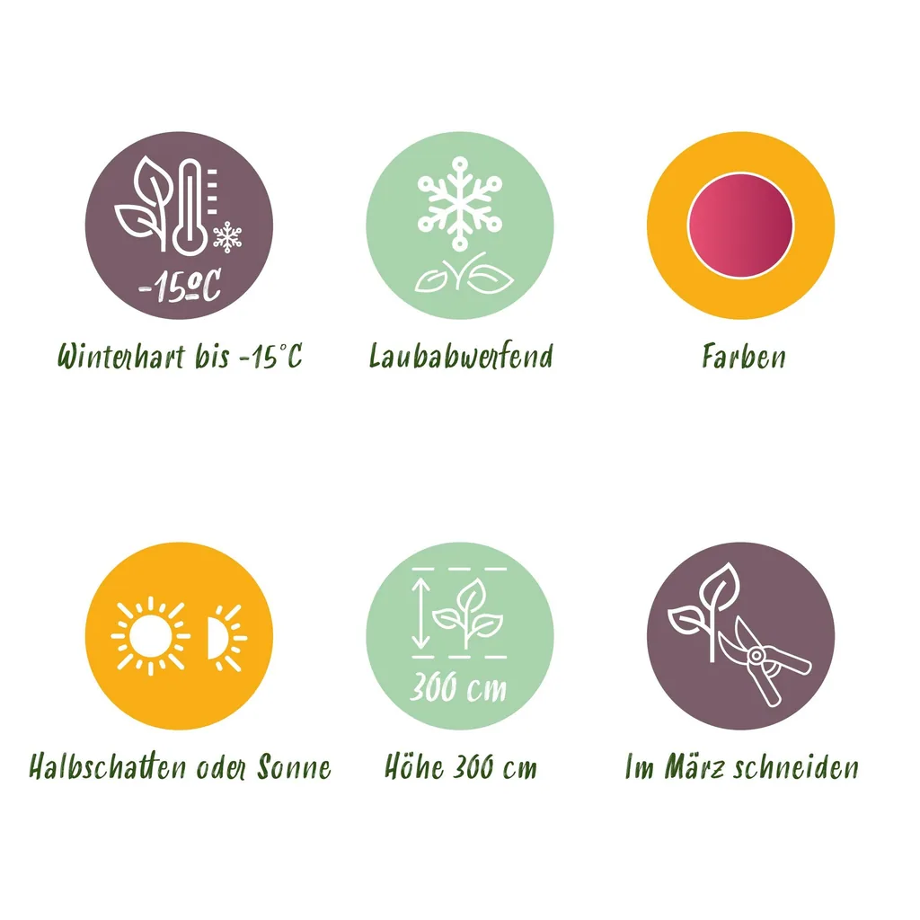 Fächerahorn 'Phoenix' (Acer palmatum) – winterharter Zierstrauch, Topf-Ø 19 cm, Höhe ca. 70 cm