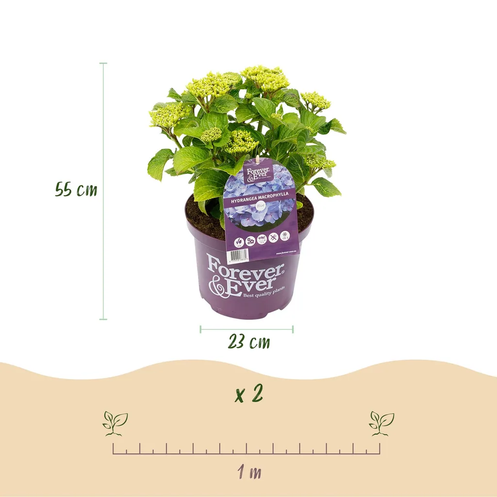 Hortensie 'Forever & Ever' (Hydrangea) – winterharter Blütenstrauch, Topf-Ø 23 cm, Höhe ca. 55 cm