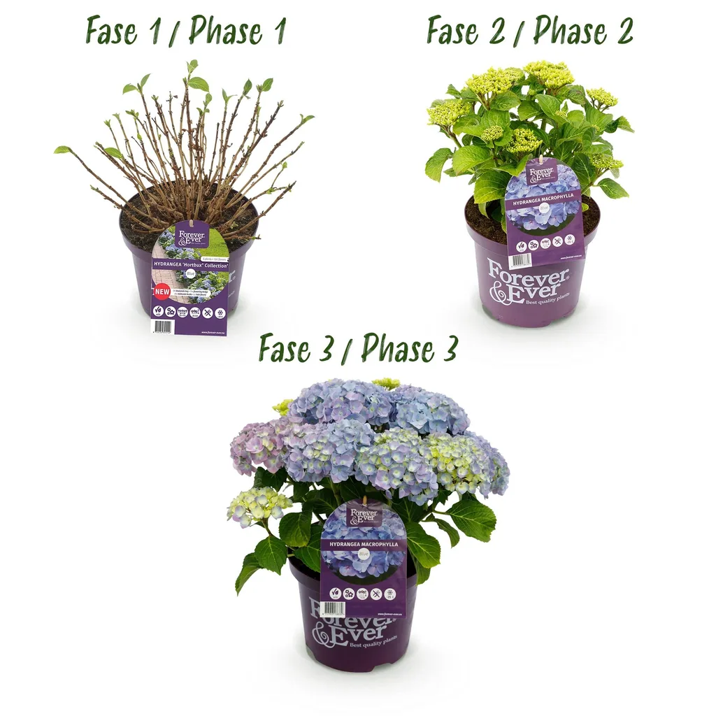 Hortensie 'Forever & Ever' (Hydrangea) – winterharter Blütenstrauch, Topf-Ø 23 cm, Höhe ca. 55 cm