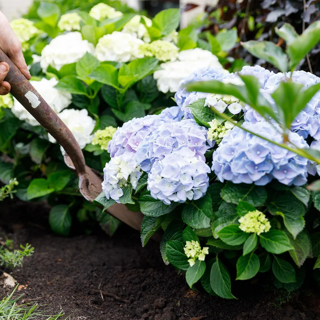 Hortensie 'Forever & Ever' (Hydrangea) – winterharter Blütenstrauch, Topf-Ø 23 cm, Höhe ca. 55 cm