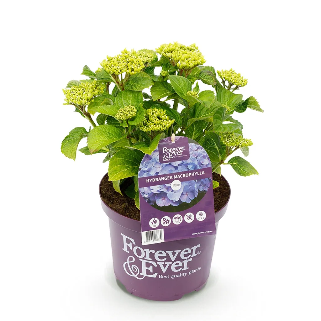 Hortensie 'Forever & Ever' (Hydrangea) – winterharter Blütenstrauch, Topf-Ø 23 cm, Höhe ca. 55 cm