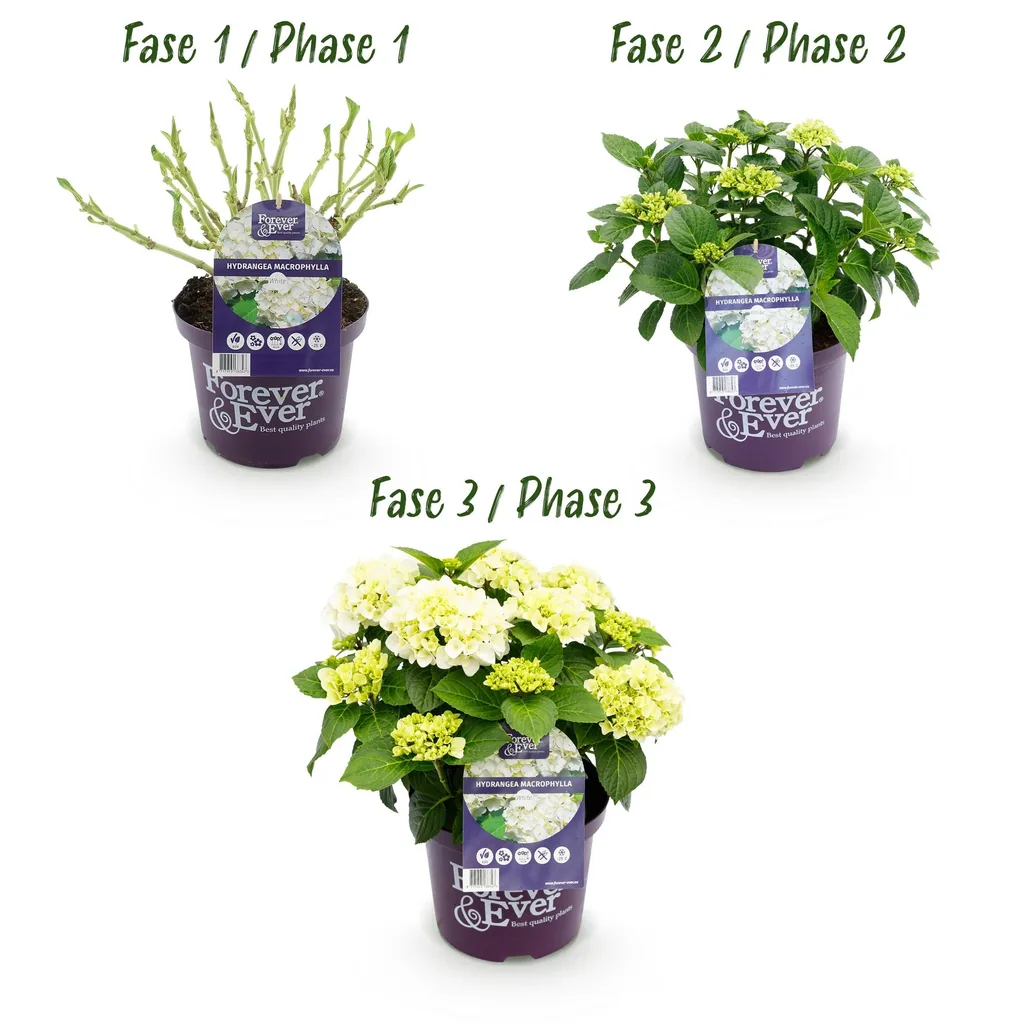 Hortensie 'Forever & Ever' (Hydrangea) – winterharter Blütenstrauch, Topf-Ø 23 cm, Höhe ca. 55 cm