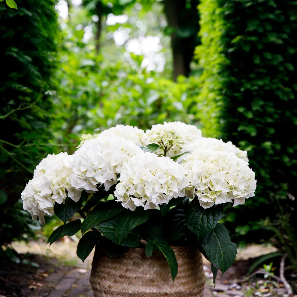 Hortensie 'Forever & Ever' (Hydrangea) – winterharter Blütenstrauch, Topf-Ø 23 cm, Höhe ca. 55 cm