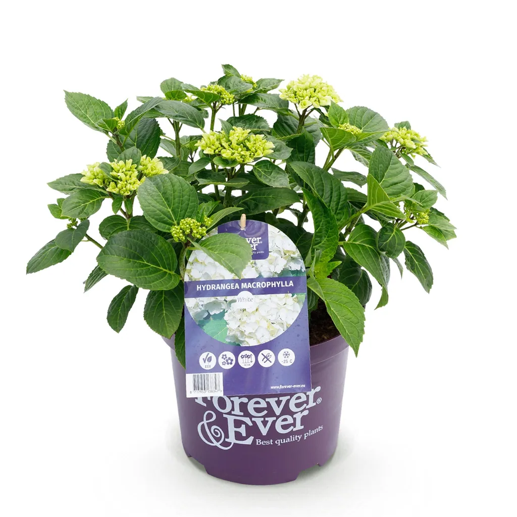Hortensie 'Forever & Ever' (Hydrangea) – winterharter Blütenstrauch, Topf-Ø 23 cm, Höhe ca. 55 cm