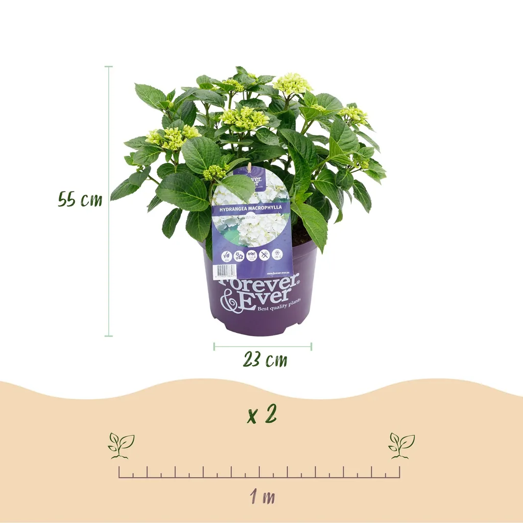Hortensie 'Forever & Ever' (Hydrangea) – winterharter Blütenstrauch, Topf-Ø 23 cm, Höhe ca. 55 cm