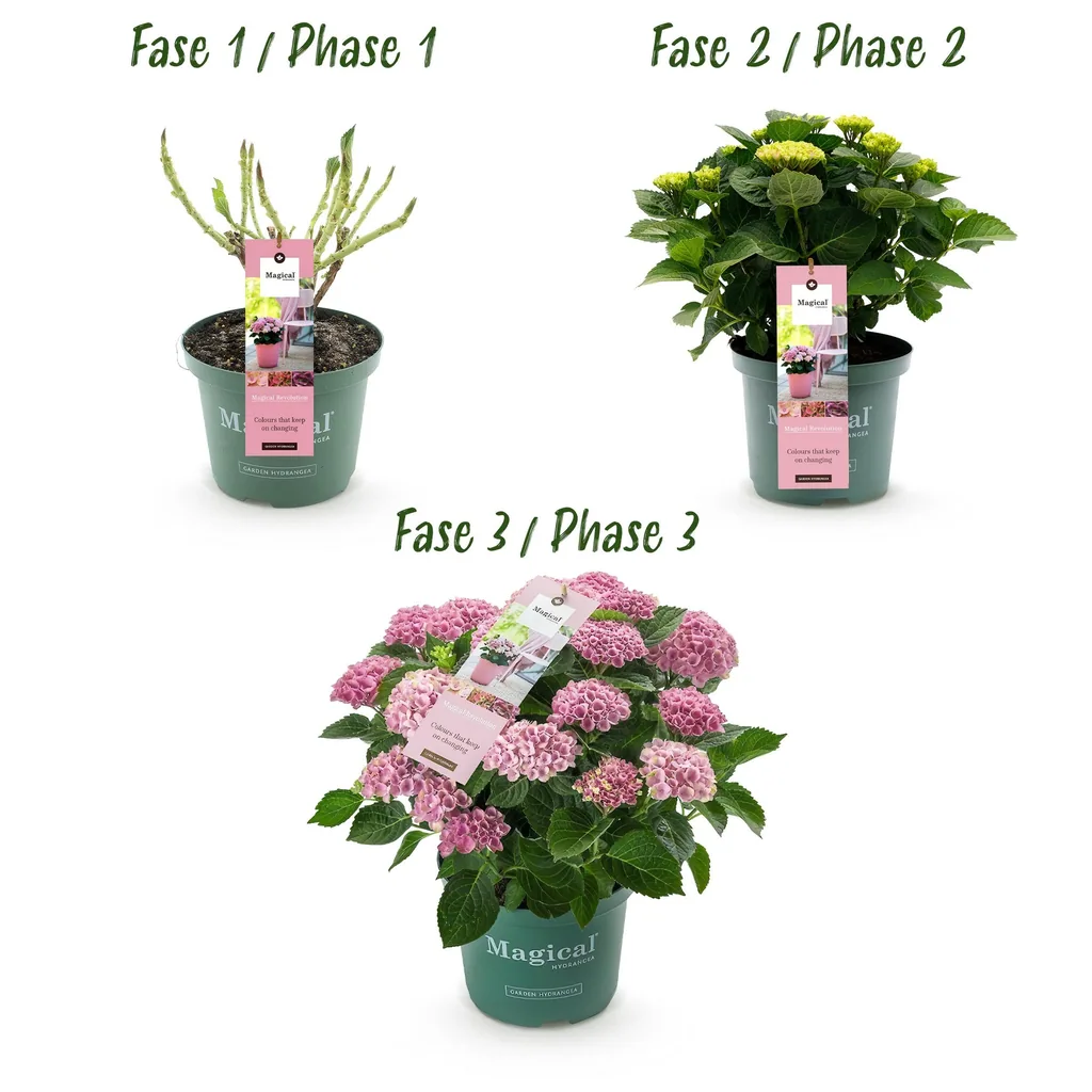 Hortensie 'Magical Revolution Pink' (Hydrangea) – winterharter Blütenstrauch, Topf-Ø 23 cm, Höhe ca. 55 cm