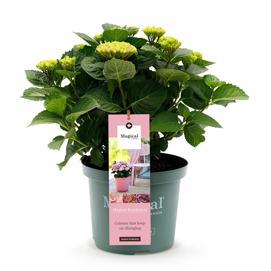Hortensie 'Magical Revolution Pink' (Hydrangea) – winterharter Blütenstrauch, Topf-Ø 23 cm, Höhe ca. 55 cm