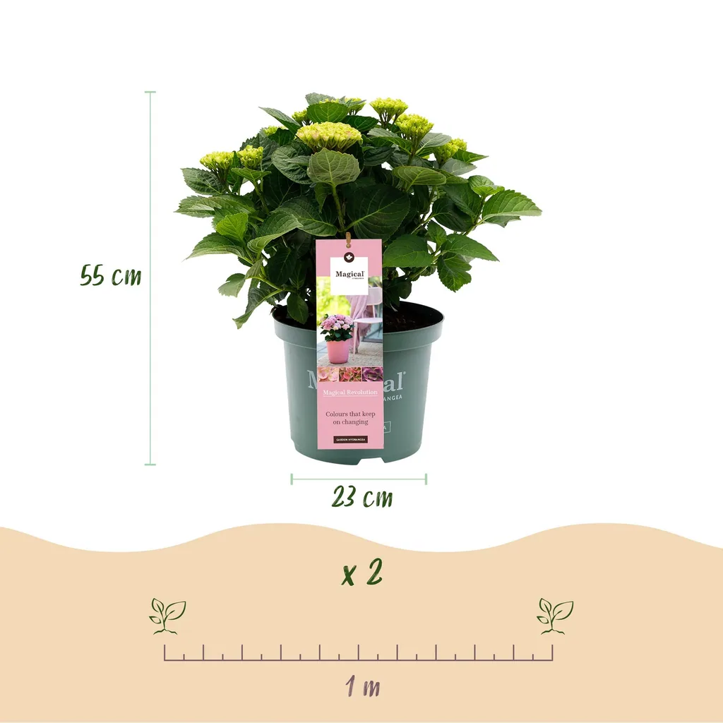 Hortensie 'Magical Revolution Pink' (Hydrangea) – winterharter Blütenstrauch, Topf-Ø 23 cm, Höhe ca. 55 cm