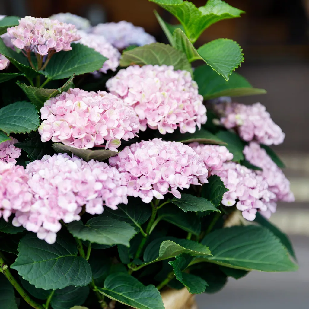 Hortensie 'Magical Revolution Pink' (Hydrangea) – winterharter Blütenstrauch, Topf-Ø 23 cm, Höhe ca. 55 cm