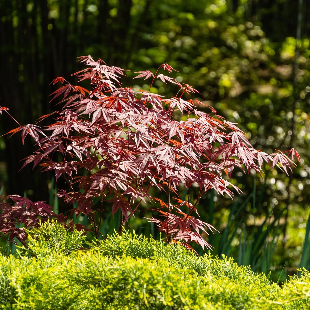Fächerahorn 'Atropurpureum' 2er-Set (Acer palmatum) – winterharter Zierstrauch, Topf-Ø 19 cm, Höhe ca. 70 cm