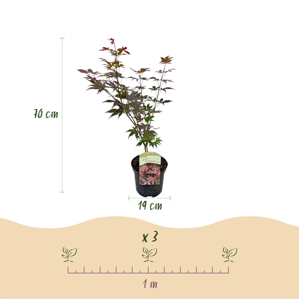 Fächerahorn 'Atropurpureum' 2er-Set (Acer palmatum) – winterharter Zierstrauch, Topf-Ø 19 cm, Höhe ca. 70 cm