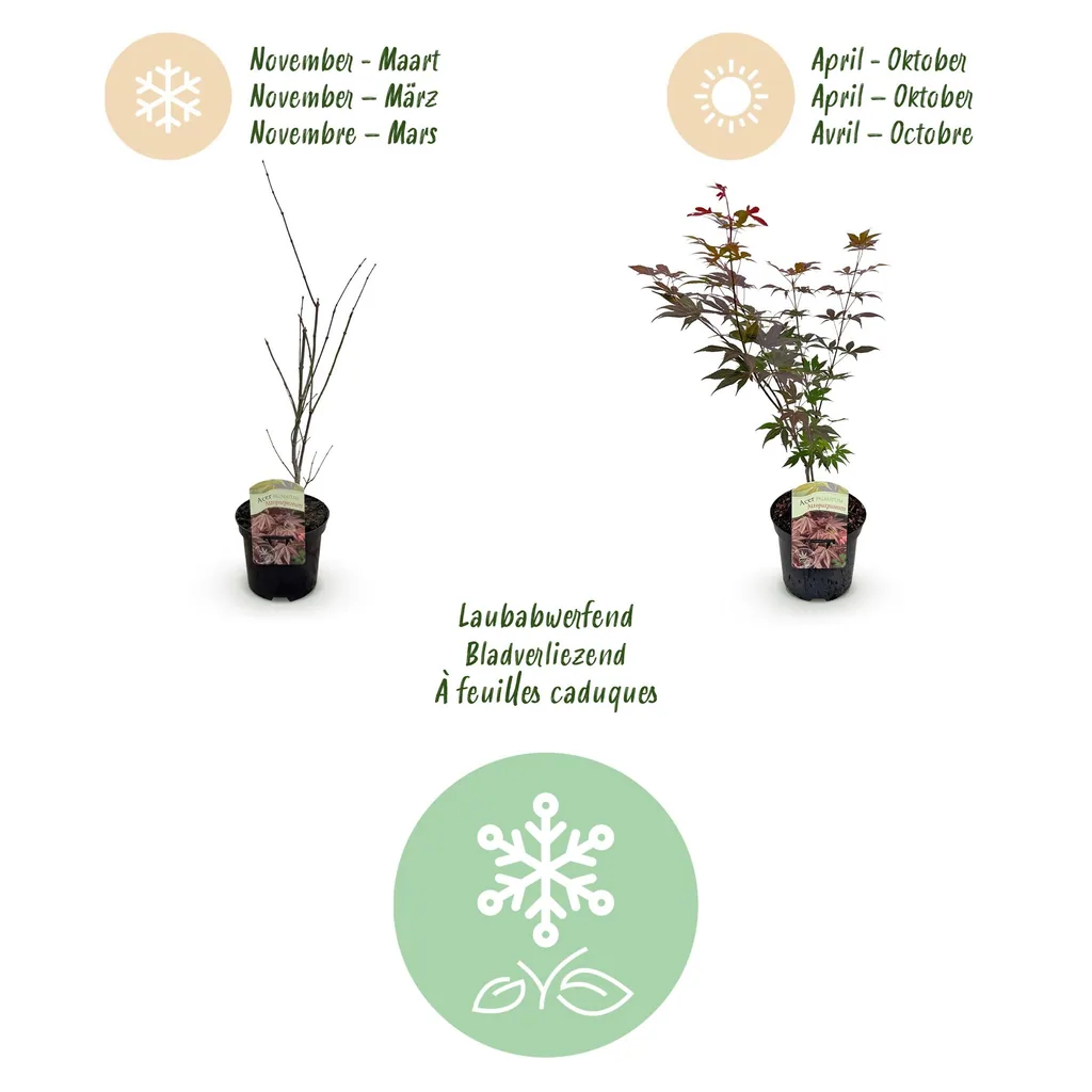 Fächerahorn 'Atropurpureum' 2er-Set (Acer palmatum) – winterharter Zierstrauch, Topf-Ø 19 cm, Höhe ca. 70 cm