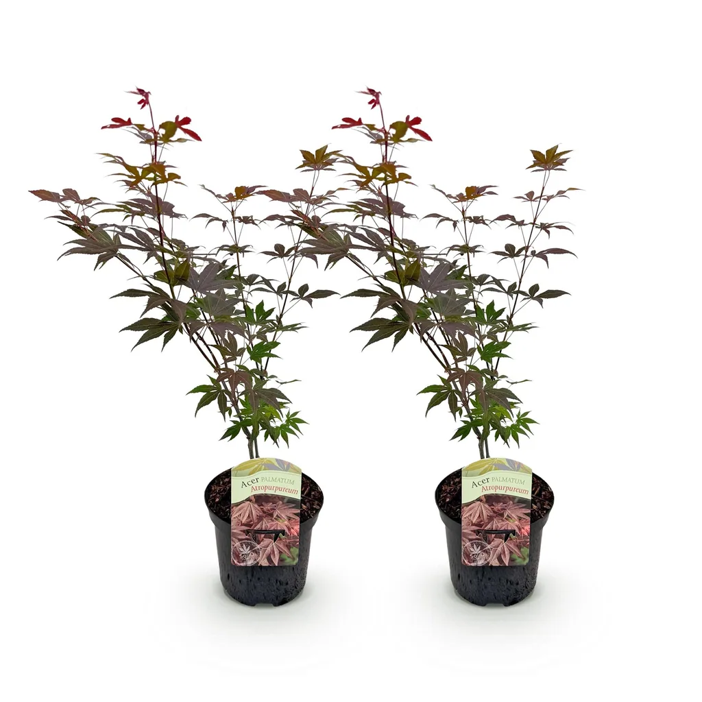 Fächerahorn 'Atropurpureum' 2er-Set (Acer palmatum) – winterharter Zierstrauch, Topf-Ø 19 cm, Höhe ca. 70 cm