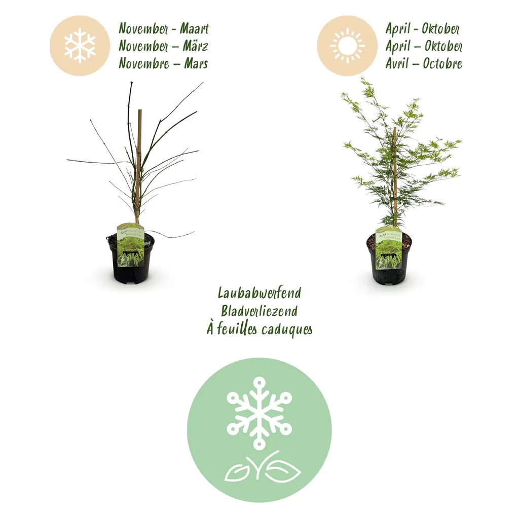 Fächerahorn 'Emerald Lace' 2er-Set (Acer palmatum) – winterharter Zierstrauch, Topf-Ø 19 cm, Höhe ca. 70 cm