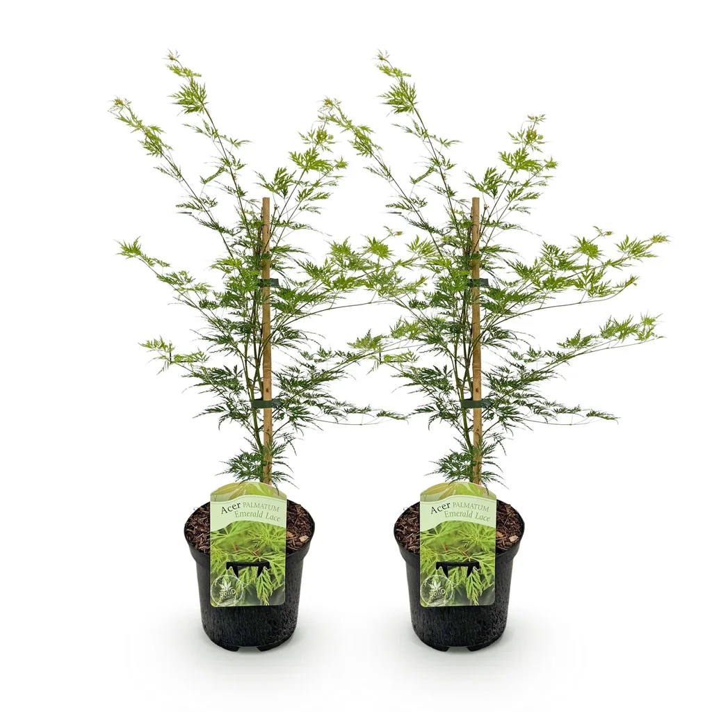 Fächerahorn 'Emerald Lace' 2er-Set (Acer palmatum) – winterharter Zierstrauch, Topf-Ø 19 cm, Höhe ca. 70 cm
