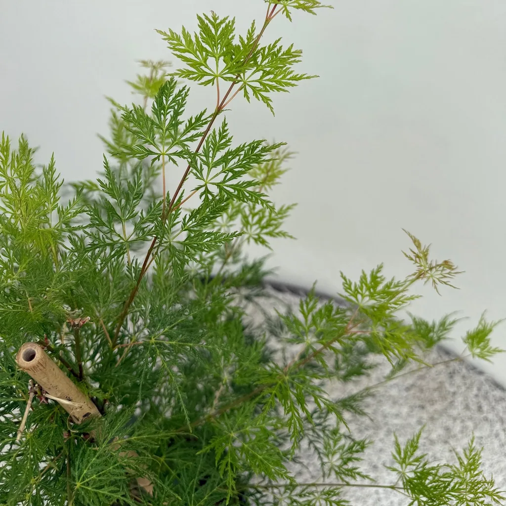 Fächerahorn 'Emerald Lace' 2er-Set (Acer palmatum) – winterharter Zierstrauch, Topf-Ø 19 cm, Höhe ca. 70 cm