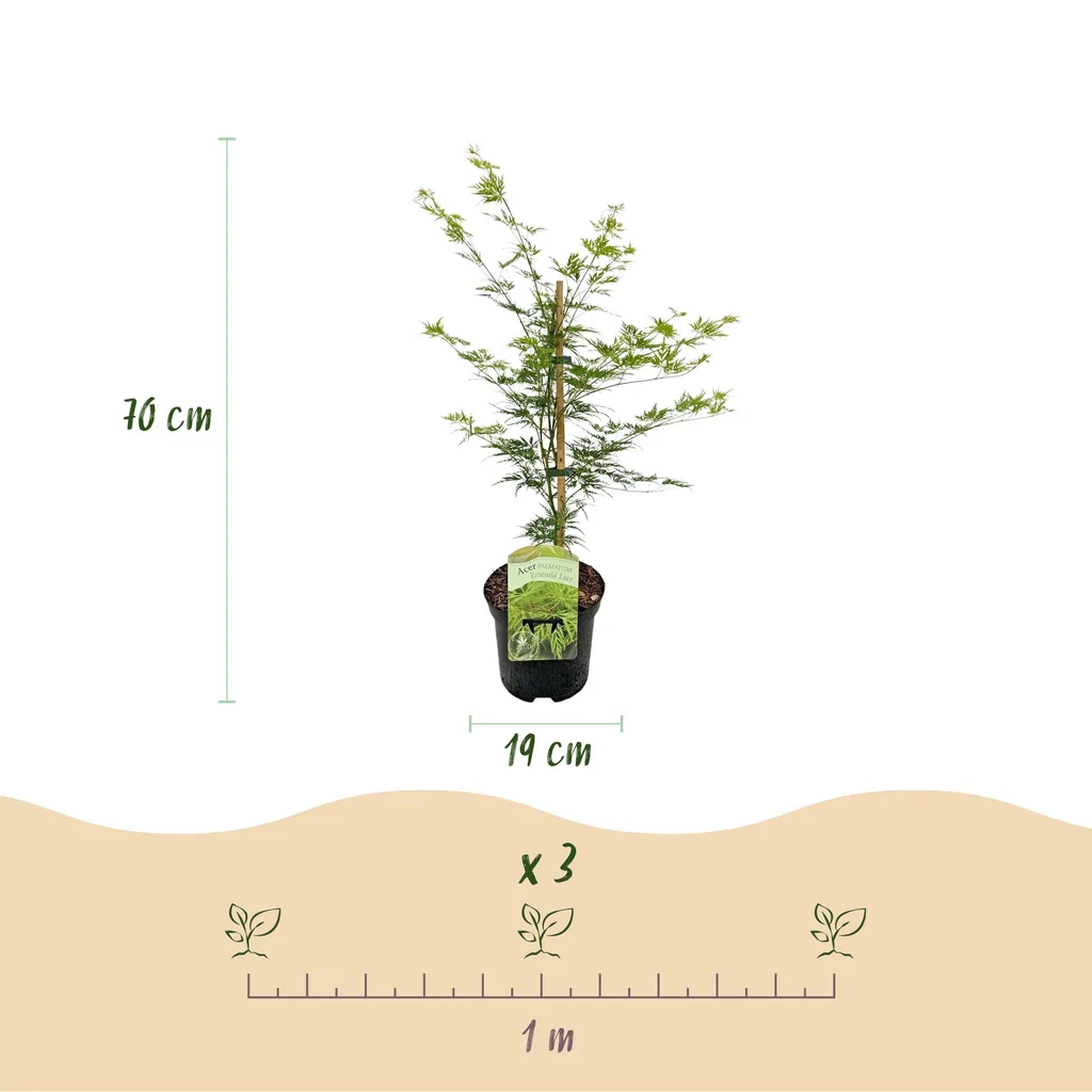 Fächerahorn 'Emerald Lace' 2er-Set (Acer palmatum) – winterharter Zierstrauch, Topf-Ø 19 cm, Höhe ca. 70 cm