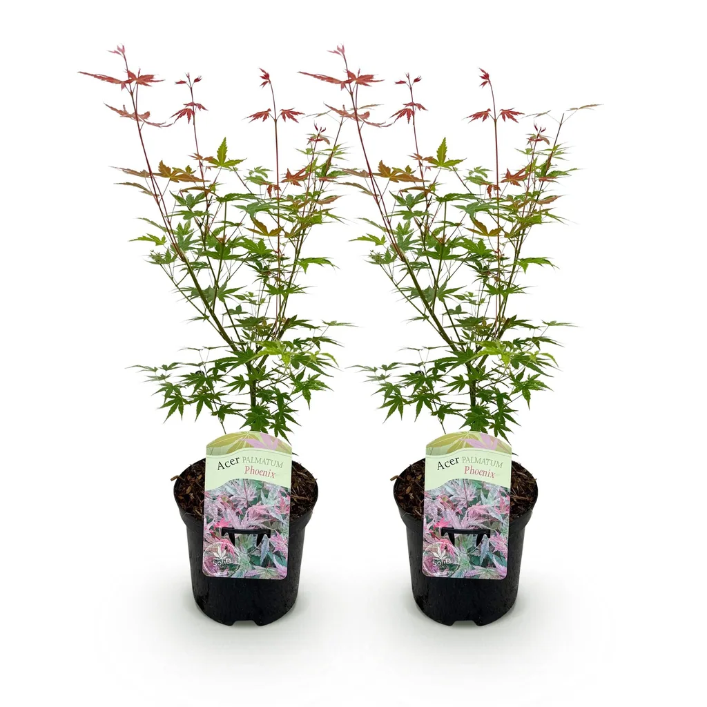 Fächerahorn 'Phoenix' 2er-Set (Acer palmatum) – winterharter Zierstrauch, Topf-Ø 19 cm, Höhe ca. 70 cm
