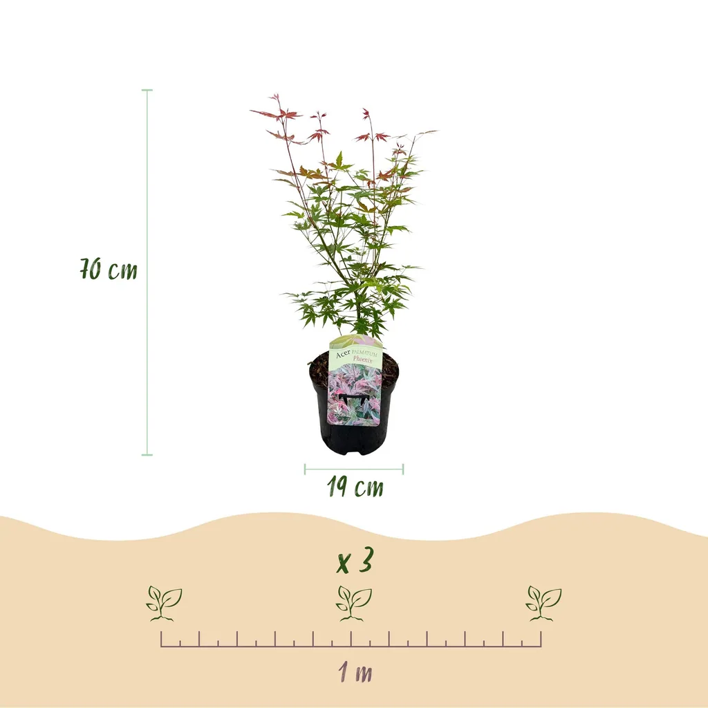 Fächerahorn 'Phoenix' 2er-Set (Acer palmatum) – winterharter Zierstrauch, Topf-Ø 19 cm, Höhe ca. 70 cm