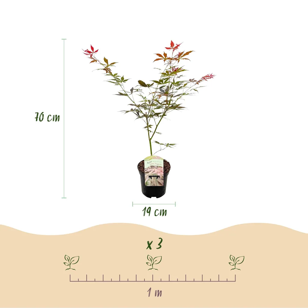 Fächerahorn 'Sumi-nagashi' 2er-Set (Acer palmatum) – winterharter Zierstrauch, Topf-Ø 19 cm, Höhe ca. 70 cm