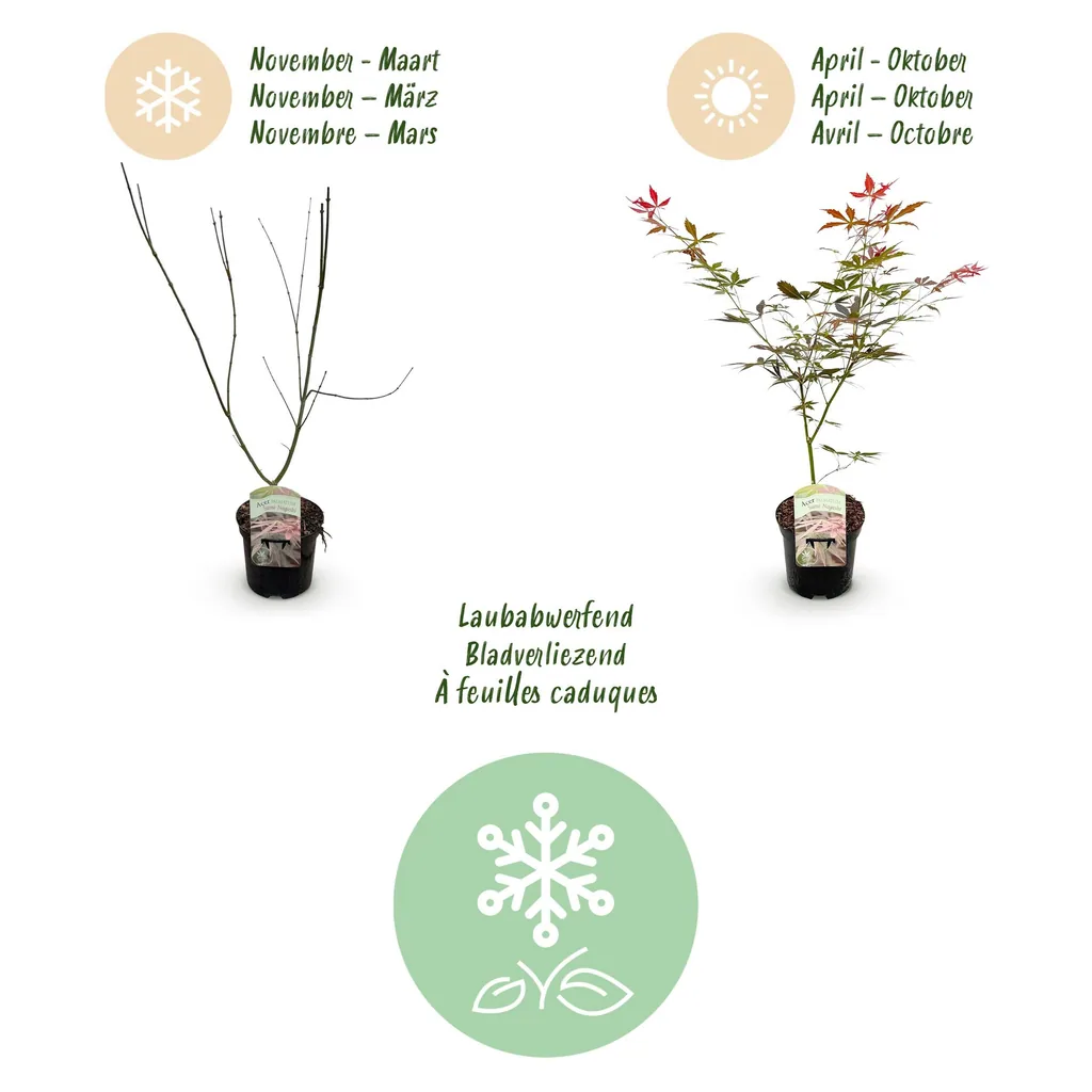 Fächerahorn 'Sumi-nagashi' 2er-Set (Acer palmatum) – winterharter Zierstrauch, Topf-Ø 19 cm, Höhe ca. 70 cm