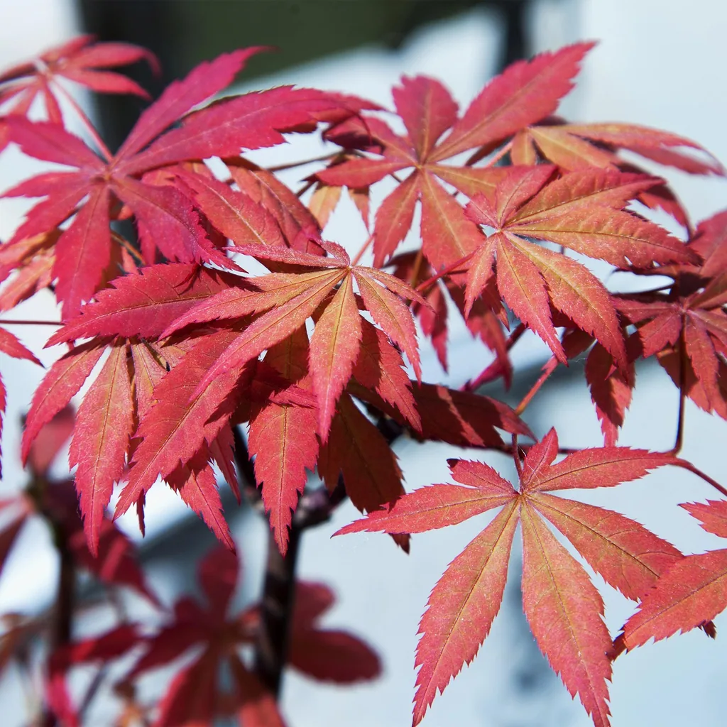 Fächerahorn 'Sumi-nagashi' 2er-Set (Acer palmatum) – winterharter Zierstrauch, Topf-Ø 19 cm, Höhe ca. 70 cm