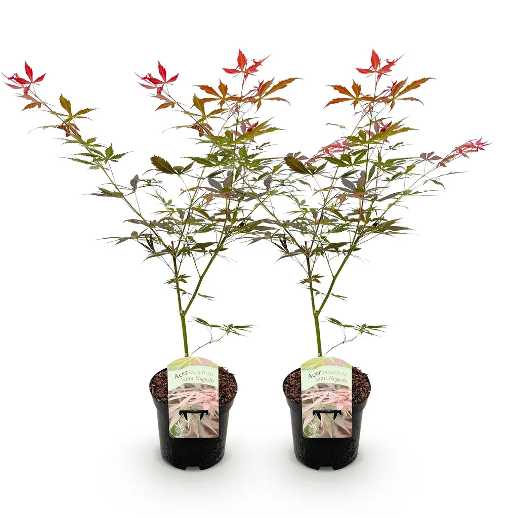 Fächerahorn 'Sumi-nagashi' 2er-Set (Acer palmatum) – winterharter Zierstrauch, Topf-Ø 19 cm, Höhe ca. 70 cm
