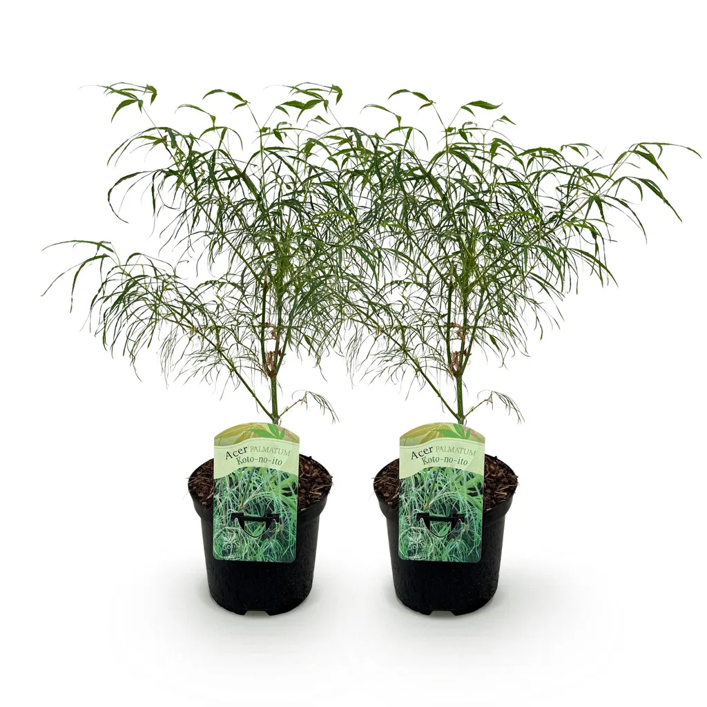 Fächerahorn 'Koto-no-ito' 2er-Set (Acer palmatum) – winterharter Zierstrauch, Topf-Ø 19 cm, Höhe ca. 70 cm