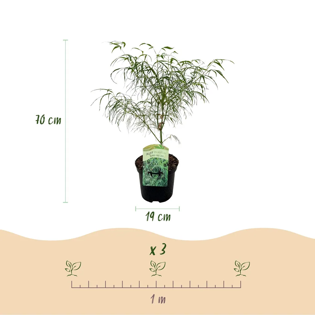 Fächerahorn 'Koto-no-ito' 2er-Set (Acer palmatum) – winterharter Zierstrauch, Topf-Ø 19 cm, Höhe ca. 70 cm