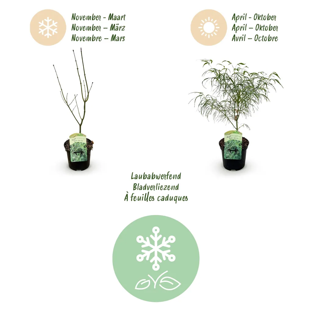 Fächerahorn 'Koto-no-ito' 2er-Set (Acer palmatum) – winterharter Zierstrauch, Topf-Ø 19 cm, Höhe ca. 70 cm
