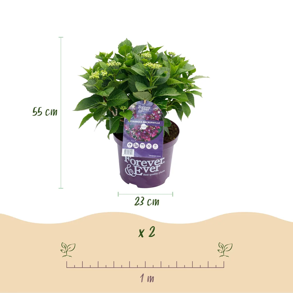 Hortensie 'Forever & Ever' lila 2er-Set (Hydrangea) – winterharter Blütenstrauch, Topf-Ø 23 cm, Höhe ca. 55 cm