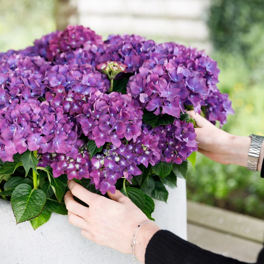 Hortensie 'Forever & Ever' lila 2er-Set (Hydrangea) – winterharter Blütenstrauch, Topf-Ø 23 cm, Höhe ca. 55 cm