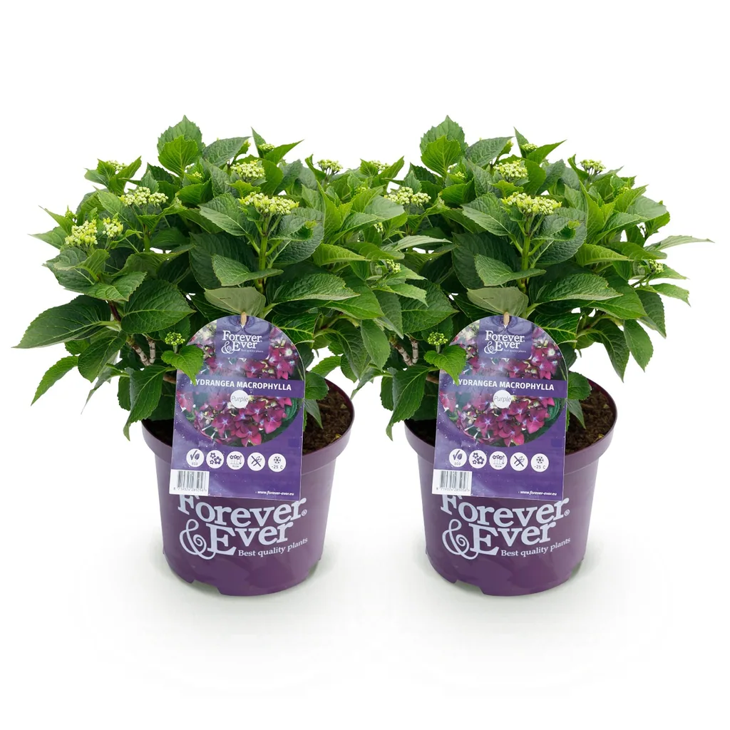 Hortensie 'Forever & Ever' lila 2er-Set (Hydrangea) – winterharter Blütenstrauch, Topf-Ø 23 cm, Höhe ca. 55 cm