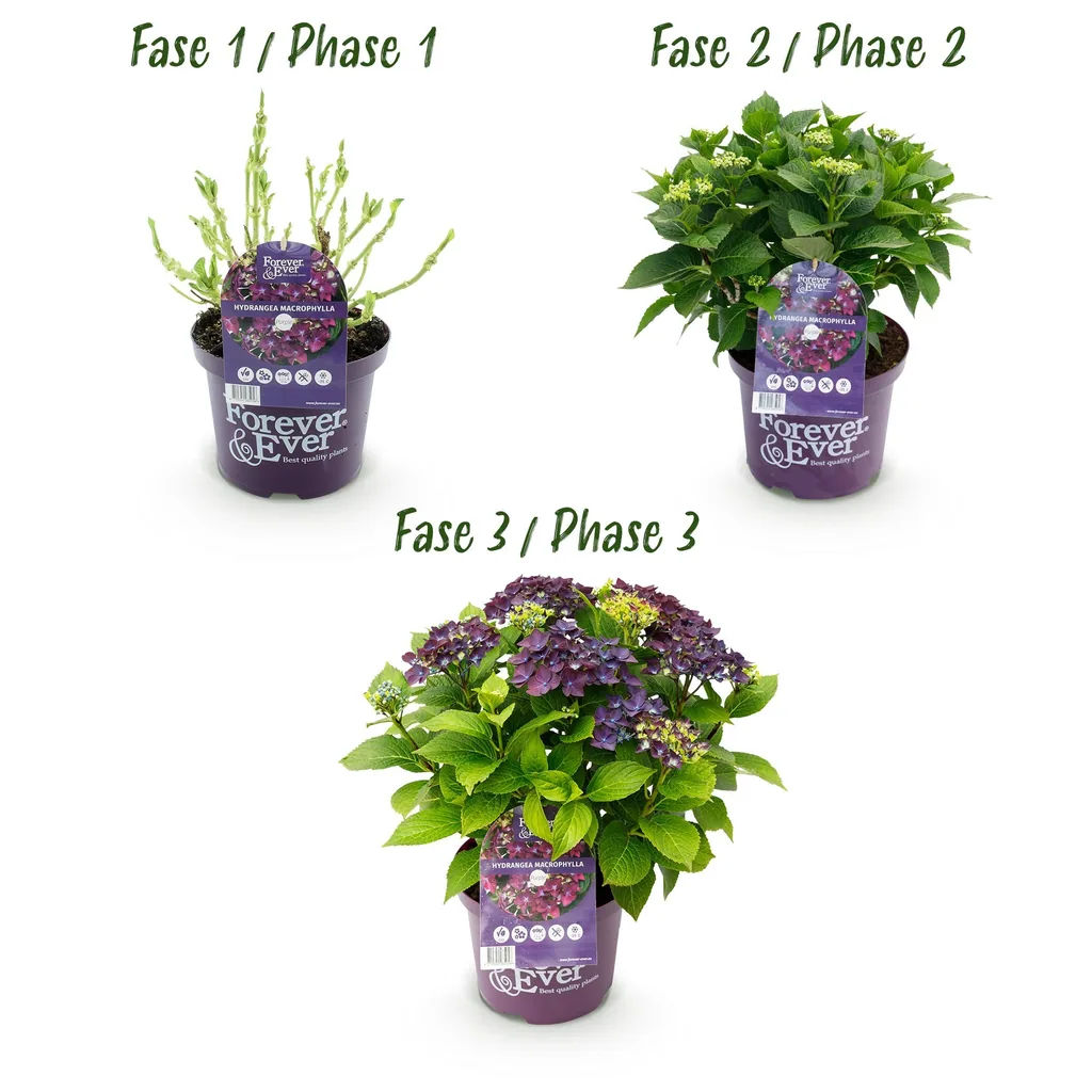 Hortensie 'Forever & Ever' lila 2er-Set (Hydrangea) – winterharter Blütenstrauch, Topf-Ø 23 cm, Höhe ca. 55 cm