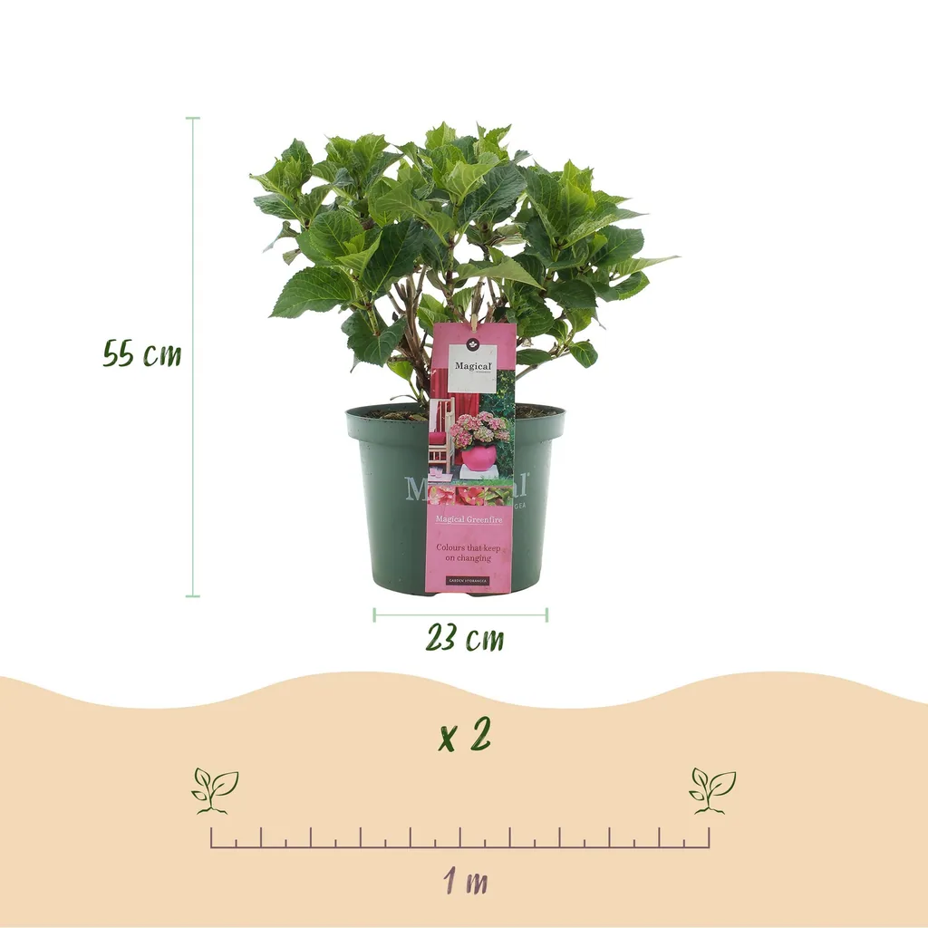 Hortensie 'Magical Green Fire' 2er-Set (Hydrangea) – winterharter Blütenstrauch, Topf-Ø 23 cm, Höhe ca. 55 cm