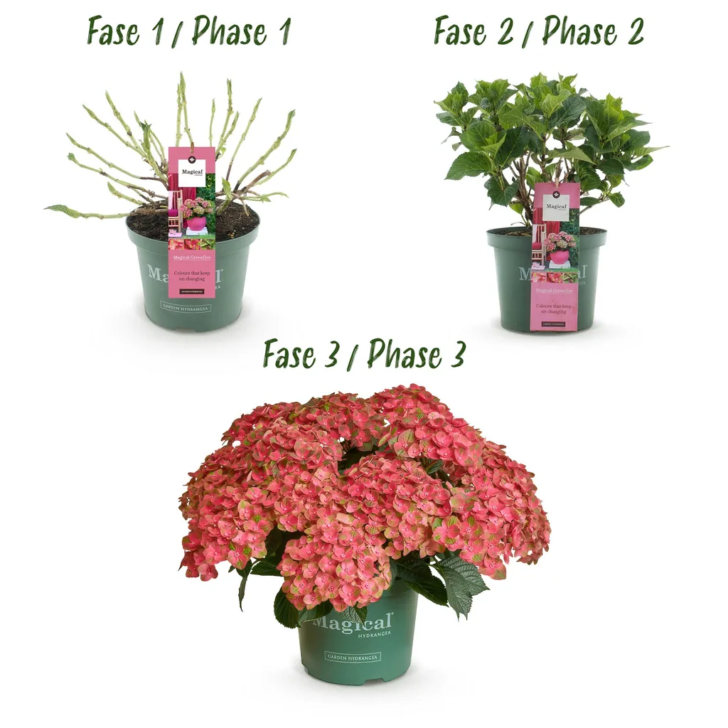 Hortensie 'Magical Green Fire' 2er-Set (Hydrangea) – winterharter Blütenstrauch, Topf-Ø 23 cm, Höhe ca. 55 cm