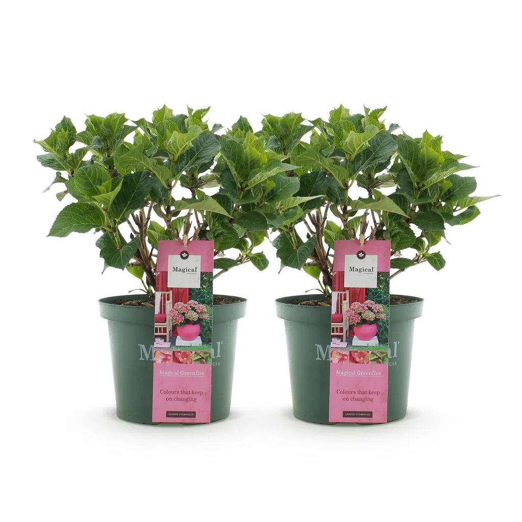 Hortensie 'Magical Green Fire' 2er-Set (Hydrangea) – winterharter Blütenstrauch, Topf-Ø 23 cm, Höhe ca. 55 cm