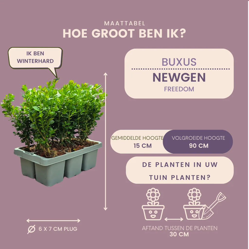 Buchsbaum 'NewGen Freedom' 12 Pflanzen (2 × 6er-Pack) (Buxus) – winterharter immergrüner Strauch, Topf-Ø 7 cm, Höhe ca. 15 cm