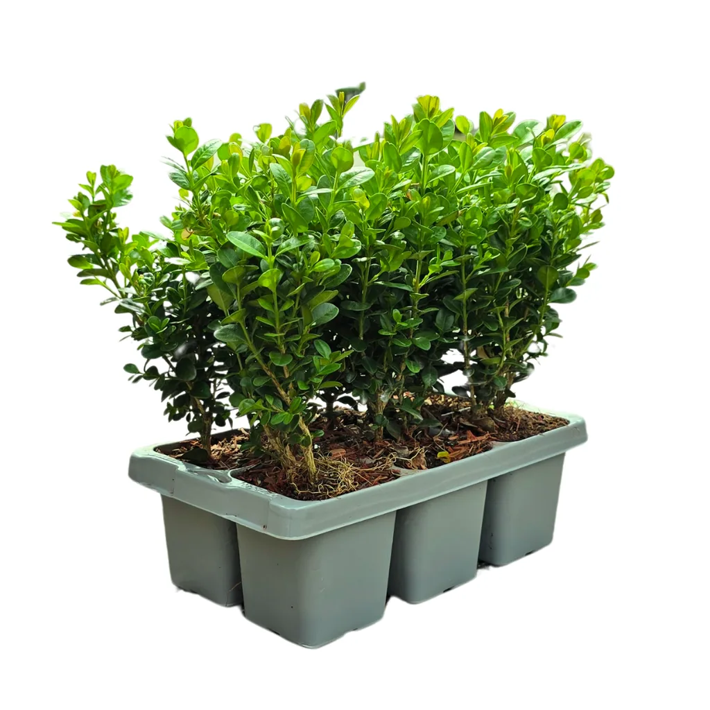 Buchsbaum 'NewGen Freedom' 12 Pflanzen (2 × 6er-Pack) (Buxus) – winterharter immergrüner Strauch, Topf-Ø 7 cm, Höhe ca. 15 cm