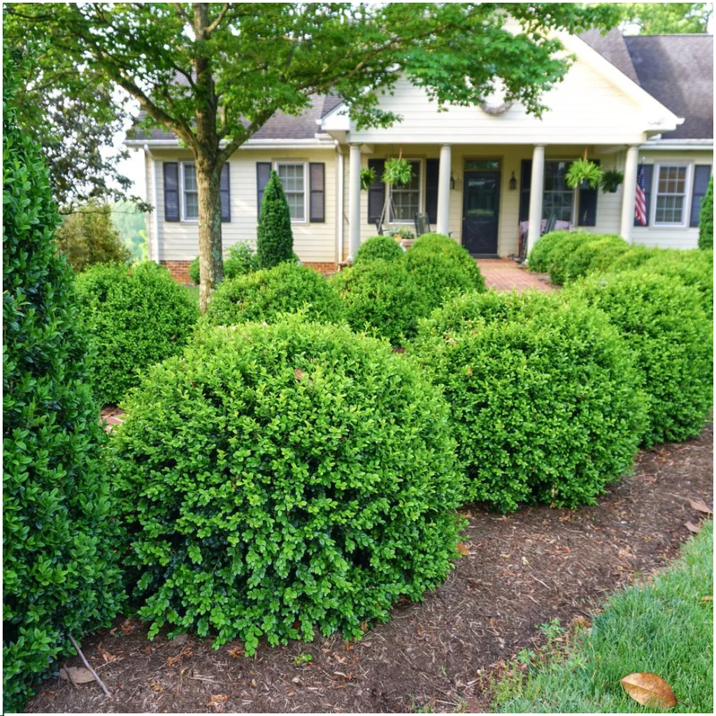 Buchsbaum 'NewGen Freedom' 12 Pflanzen (2 × 6er-Pack) (Buxus) – winterharter immergrüner Strauch, Topf-Ø 7 cm, Höhe ca. 15 cm