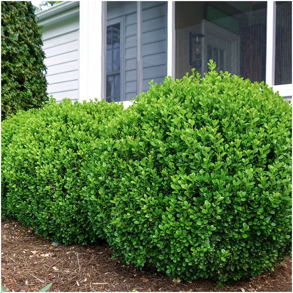 Buchsbaum 'NewGen Freedom' 12 Pflanzen (2 × 6er-Pack) (Buxus) – winterharter immergrüner Strauch, Topf-Ø 7 cm, Höhe ca. 15 cm