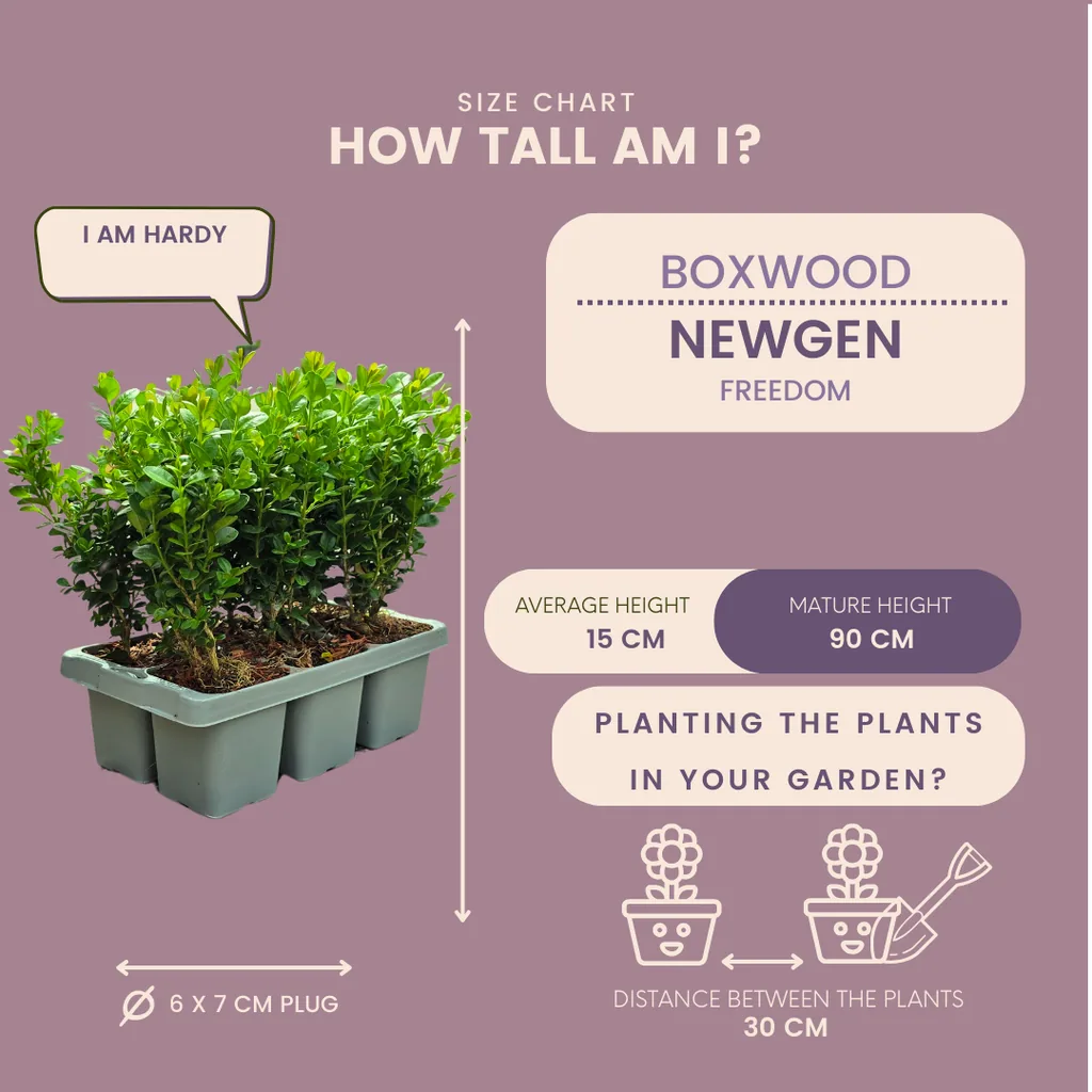 Buchsbaum 'NewGen Freedom' 12 Pflanzen (2 × 6er-Pack) (Buxus) – winterharter immergrüner Strauch, Topf-Ø 7 cm, Höhe ca. 15 cm