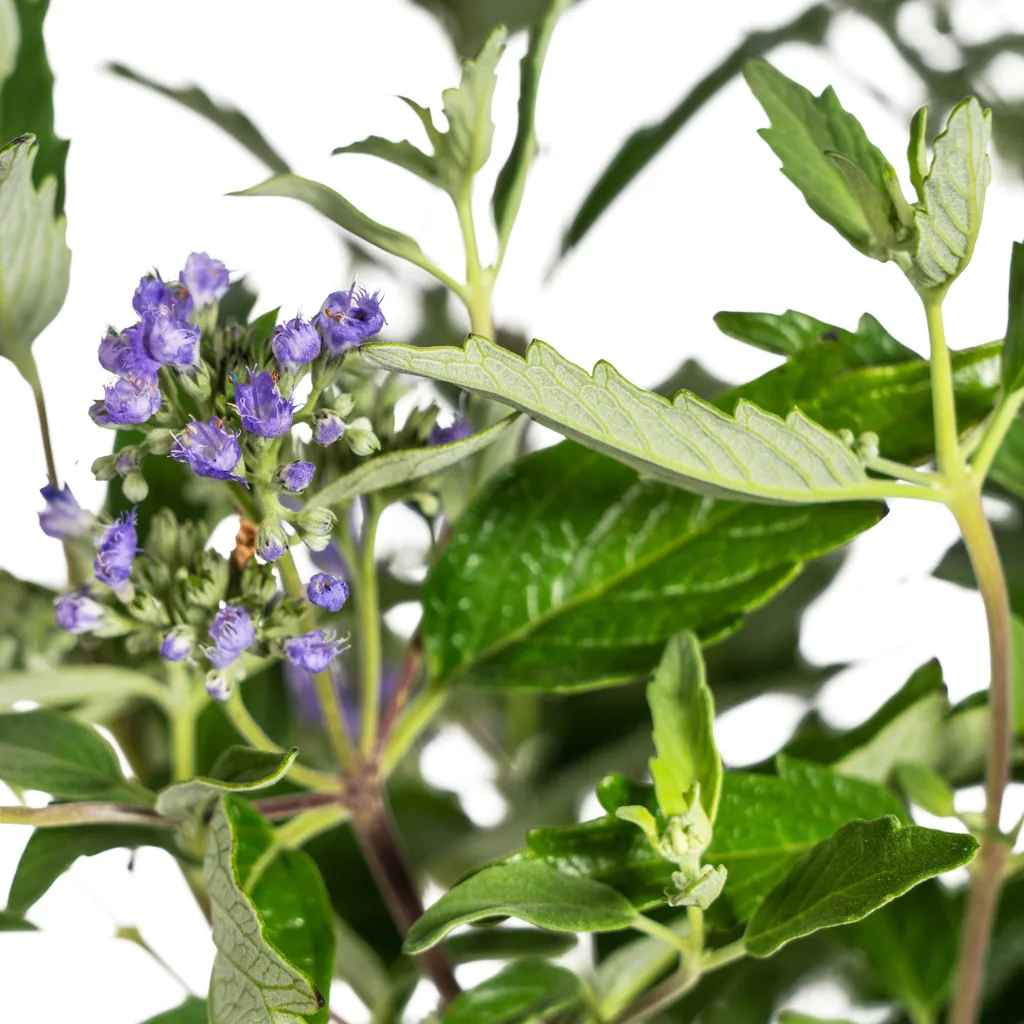 Bartblume (Caryopteris × clandonensis) – winterharter Blütenstrauch, Topf-Ø 19 cm, Höhe ca. 40–50 cm