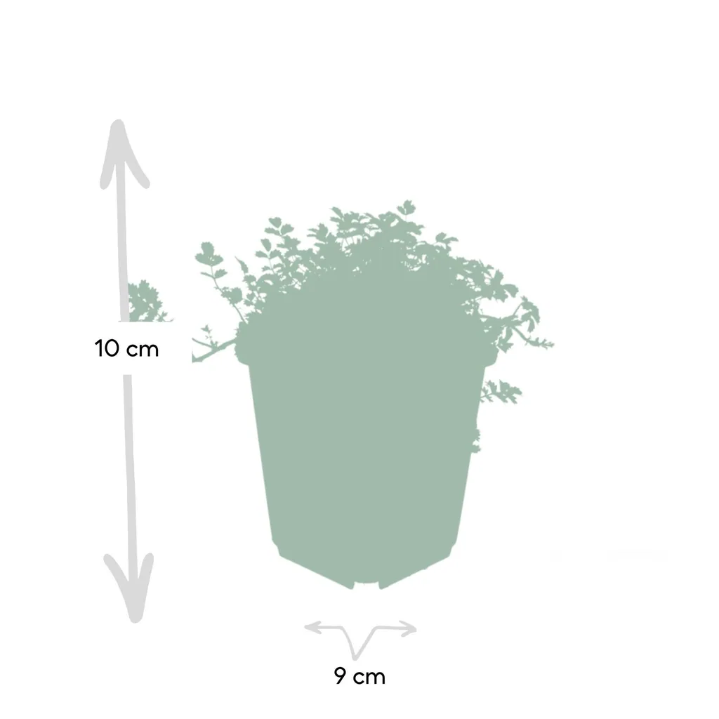 Braunrotes Stachelnüsschen 'Kupferteppich' 24er-Set (Acaena microphylla) – winterharte Bodendecker-Staude, Topf-Ø 9 cm, Höhe ca. 25 cm
