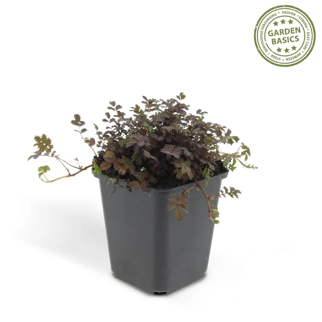 Braunrotes Stachelnüsschen 'Kupferteppich' 48er-Set (Acaena microphylla) – winterharte Bodendecker-Staude, Topf-Ø 9 cm, Höhe ca. 25 cm