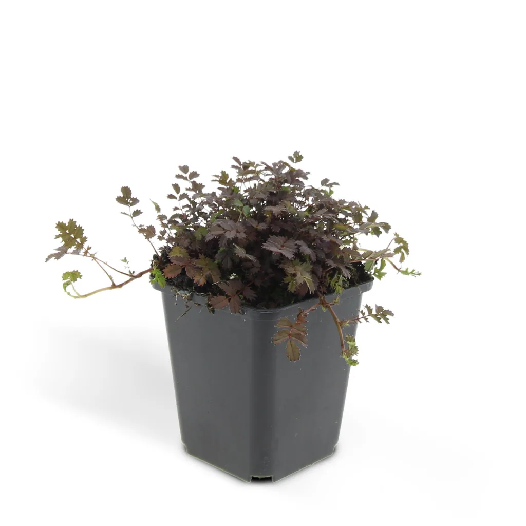 Braunrotes Stachelnüsschen 'Kupferteppich' 48er-Set (Acaena microphylla) – winterharte Bodendecker-Staude, Topf-Ø 9 cm, Höhe ca. 25 cm